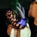 Strobus cones 10-15cm varnished 100 pcs | Floristik24.co.uk