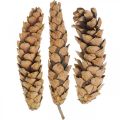 Floristik24 Pine cones White pine Strobus Natural Mixed 2.5kg