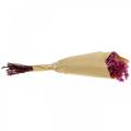 Floristik24 Dried Flowers Pink Dried Flowers Bouquet Dried Flowers Pink H21cm