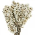 Floristik24 Straw Flowers Dried Flowers Bouquet White Small 15g