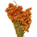 Floristik24 Straw Flowers Dried Flowers Orange Small 15g
