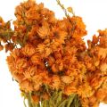 Floristik24 Straw Flowers Dried Flowers Orange Small 15g