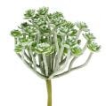 Succulent Echeveria 17cm Gray 3pcs