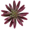 Floristik24 Succulent plant 15cm purple