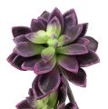 Floristik24 Succulent dark purple-gray Ø7cm, Ø10cm H30cm