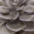 Artificial Wax Succulent Set, 10cm, Grey-Green, 6 Pieces | Floristik24.co.uk