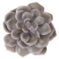 Artificial Wax Succulent Set,