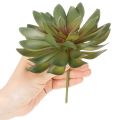 Artificial Green Succulent Decoration Set, 18cm, Pack of 3

```html
<h2>Artificial Green Succulent Decoration for Home and Office</h2>

<p>This set of artificial green succulents is versatile and ideal for home and office decoration. Each piece stands at  | Floristik24.co.uk