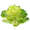 Floristik24 Artificial Green Succulent Set for Bowls or Vases, 10cm, 4 Pieces