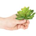 Artificial Green Succulent Set for Bowls or Vases, 10cm, 4 Pieces | Floristik24.co.uk