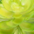 Artificial Green Succulent Set