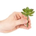 Artificial Succulent Plant Green, 9 cm Height, Decorative for Indoor Use | Floristik24.co.uk