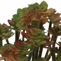 Floristik24 Succulent plant artificial green 14cm