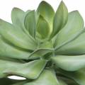 Floristik24 Decorative succulent plant artificial green Ø30cm H27cm