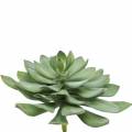 Floristik24 Decorative succulent plant artificial green Ø30cm H27cm