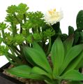 Floristik24 Succulent in wooden box H14cm 1pc