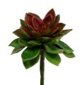 Floristik24 Succulent stone rose 6cm green 6pcs