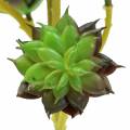 Floristik24 Succulent picket green / brown 35,5cm