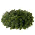 Artificial Green Pine Branch Wreath Round 50cm

```html
<h2>Artificial Green Pine Branch Wreath 50cm</h2>
<p>
This artificial green pine branch wreath brings a classic and versatile decorative touch to your home. Made from durable plastic in a natural gre | Floristik24.co.uk