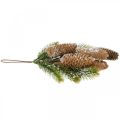 Floristik24 Fir green with cones, winter decoration, fir branch for hanging, snowed cone decoration L33cm