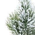 Floristik24 Pine branch green snow-covered 50cm