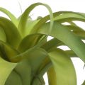 Floristik24 Tillandsia artificial to stick light green artificial plant 30cm