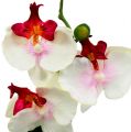 Floristik24 Table decoration orchid in cream pot H29cm