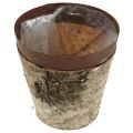 Floristik24 Decorative pot with birch Ø15cm H14.5cm 1p