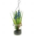 Floristik24 Grape hyacinth blue in a glass for hanging H22cm