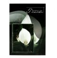 Floristik24 Mourning cards with Calla &quot;In silent mourning&quot; 5pcs