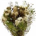 Floristik24 Bouquet of dried flowers with meadow grasses white, green, brown 125g dried flowers