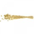 Dried flower Phalaris, decorative grass bunch, dry floristics, boho nature, bleached L55cm 100g | Floristik24.co.uk