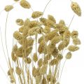 Dried flower Phalaris, decorative grass bunch, dry floristics, boho nature, bleached L55cm 100g | Floristik24.co.uk