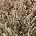 Natural Dried Statice Flowers 1kg Bundle | Floristik24.co.uk