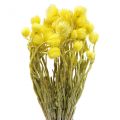 Floristik24 Dried flowers cap flowers yellow straw flowers H42cm