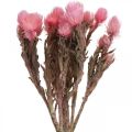 Floristik24 Dried flowers Cap flowers Pink straw flowers Dry flowers H30cm