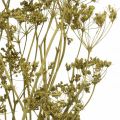 Floristik24 Dried flowers real caraway green decoration 55cm bunch with 5pcs