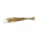 Floristik24 Dried grasses and cereals natural in a bunch dried bouquet 48cm