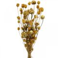 Floristik24 Dried flower bouquet artichoke strawberry thistle natural 40–55cm 100g