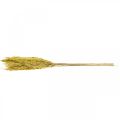 Floristik24 Dried grass sedge deco dried yellow 70cm 10p