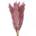 Floristik24 Dried grass Sedge grass dried decorative grass pink 70cm 10 pieces