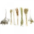 Floristik24 Dried flowers DIY set for drying bouquet nature 60cm