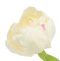 Floristik24 Tulip cream 37cm 6pcs