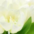 Floristik24 Spring decoration tulips in a bunch white 26.5cm 5pcs