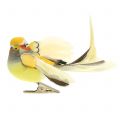 Floristik24 Bird on clip orange 14cm 8pcs