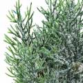 Floristik24 Deco branch juniper with cones green-iced, washed blue 25cm 2pcs.