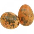 Floristik24 Quail eggs decoration blown eggs orange apricot 3cm 50pcs