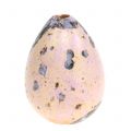 Floristik24 Quail eggs lavender 3cm 50pcs