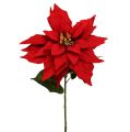 Floristik24 Christmas star red 57cm 1p