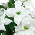 Floristik24 Poinsettia bouquet white L45cm